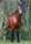 Horse Postcard Welsh B Stallion Frankenhoehs Arrow