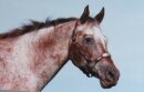 Horse Postcard Appaloosa Mare Impressiv Find