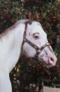 Horse Postcard Appaloosa Stallion Aztec Gold