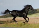 Horse Postcard Welsh B Stallion Tjid Vlijts Amadeous