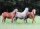 Horse Postcard Classic Ponys