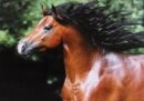 Horse Postcard Welsh B Stallion Frankenhoehs Arrow