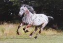 Horse Postcard Appaloosa Stallion  Cherokee