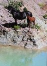 Horse Postcard Welsh B Mare Frankenhoehs Lady Moon