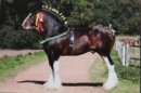 Pferdepostkarte Shire Horse Hengst Hillmoor Trademark
