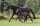 Horse Postcard Riding Pony Mare Alina