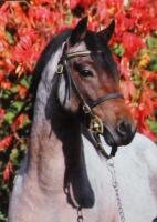 Horse Postcard Welsh B Stallion Frankenhoehs Bently