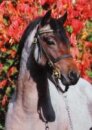 Horse Postcard Welsh B Stallion Frankenhoehs Bently