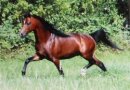 Horse Postcard Welsh B Stallion Frankenhoehs Arrow