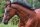 Horse Postcard Quarter Horse Mare She is a Feature *1988