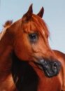 Horse Postcard Arabian Stallion KP Hameed *1990