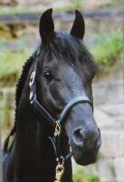 Horse Postcard Oldenburger Stallion Rico