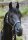 Horse Postcard Oldenburger Stallion Rico