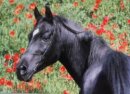 Horse Postcard Arabian Stallion Sheriff el Assuad