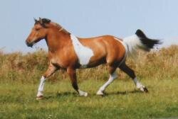 Horse Postcard Pinto Norweger Mix Jack