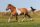 Horse Postcard Pinto Norweger Mix Jack