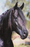 Horse Postcard Arabian Stallion Youri Noir