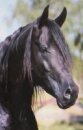 Horse Postcard Arabian Stallion Youri Noir