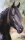 Horse Postcard Arabian Stallion Youri Noir