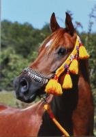 Horse Postcard Arabian Stallion Mahd Mareh *2004