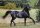 Horse Postcard Arabian Stallion Youri Noir
