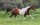 Horse Postcard Pinto Cayugas Power