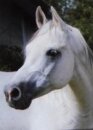 Horse Postcard Arabian Stallion Erbakan