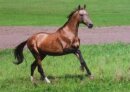 Horse Postcard Achal Tekkiner Stallion Gunesch