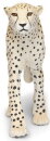 Safari Ltd. 112889 - Cheetah