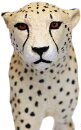 Safari Ltd. 112889 - Cheetah