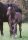 Horse Postcard Percheron Foal Amy v. Torento