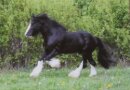 Horse Postcard Shire Stallion Henntal Goran