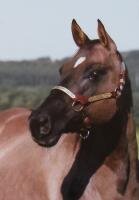 Horse Postcard Quarter Horse Zippin Sweet Jacky