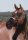 Horse Postcard Quarter Horse Zippin Sweet Jacky