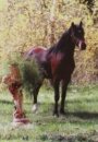 Horse Postcard Welsh B Mare Frankenhoehs Jade