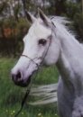 Horse Postcard Arabian Mare Fari v. Dukat