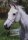 Horse Postcard Arabian Mare Fari v. Dukat