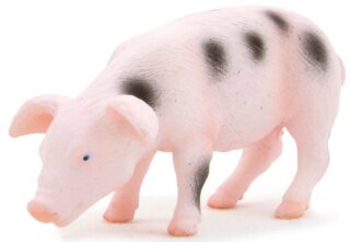 Mojö 387095 - Gloucester Ferkel fressend