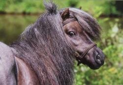 Horse Postcard MiniShetty Stallion Oly v.d. Meerheuvel