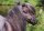 Horse Postcard MiniShetty Stallion Oly v.d. Meerheuvel