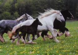 Horse Postcard Shire Horse Stute Fairytaless Frieda With Foal