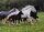 Horse Postcard Shire Horse Stute Fairytaless Frieda With Foal