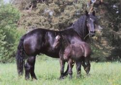Pferdepostkarte Percheron Stute und Fohlen Beauty und Amy
