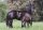Pferdepostkarte Percheron Stute und Fohlen Beauty und Amy