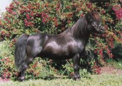 Horse Postcard Shetlandpony Stallion Taifun