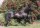 Horse Postcard Shetlandpony Stallion Taifun