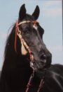 Horse Postcard Arabian Stallion Sheriff el Assuad