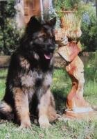 Dog Postcard German Shepard Dhodo v. Grauen Schlund
