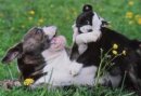 Dog Postcard Old English Bulldog Bullforce Blue Pearl