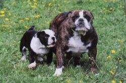 Dog Postcard Old English Bulldogs Funny and Katjou vom Frankenstein